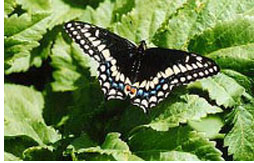 Black Swallowtail