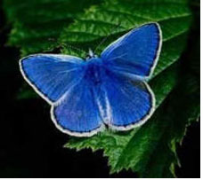 Karner Blue Butterfly