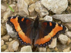 Milbert’s Tortoiseshell